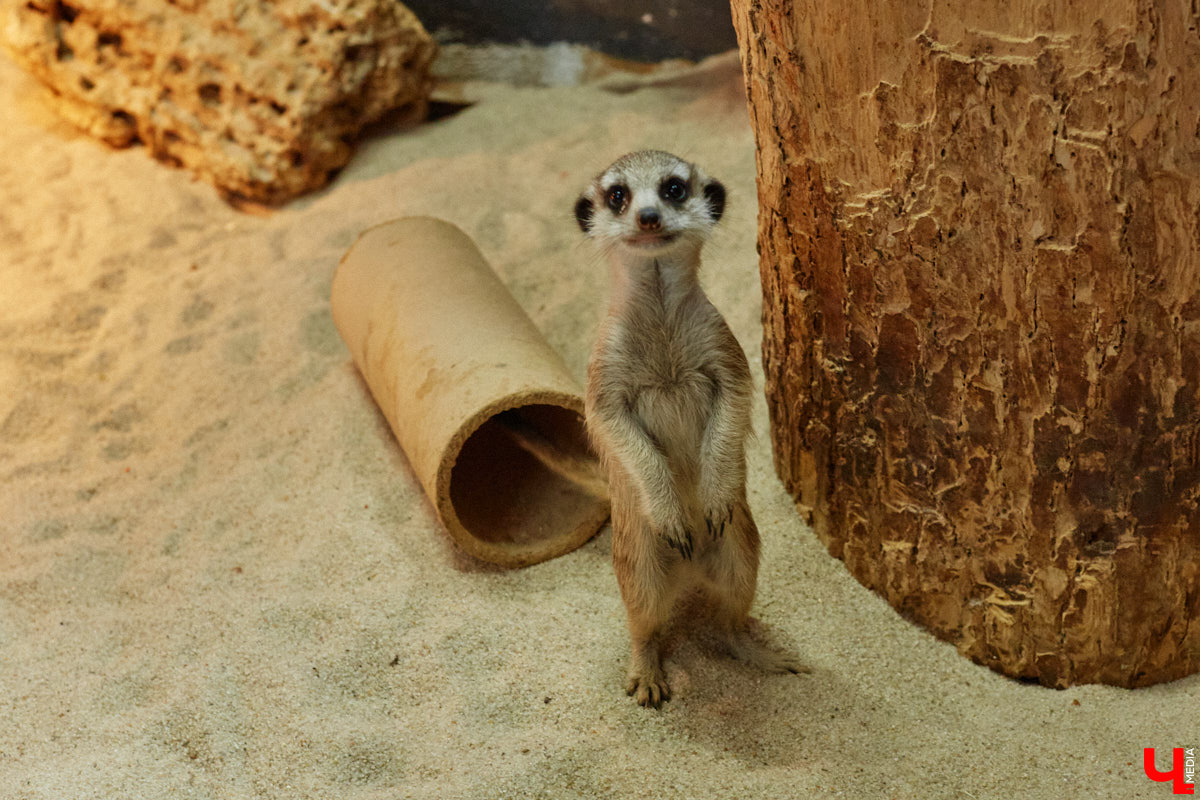 Дети обладают способностью вызывать улыбку. Это касается также четырехлапых, хвостатых и зубастых крох. «Ключ-Медиа» решил, что сейчас подборка умилительных кадров придется к месту, поэтому заглянул во владимирский экзотариум за порцией хорошего настроения.