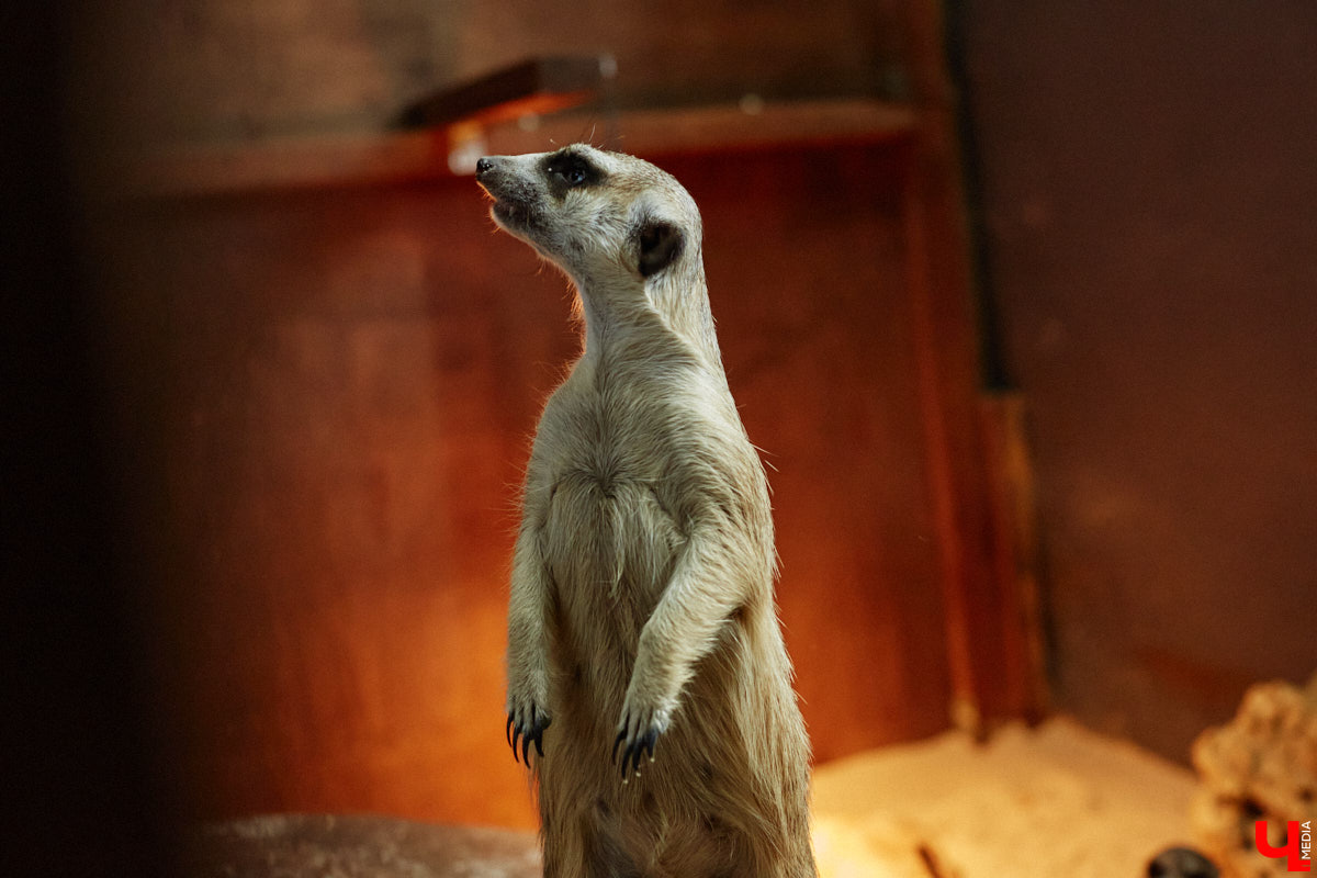 Дети обладают способностью вызывать улыбку. Это касается также четырехлапых, хвостатых и зубастых крох. «Ключ-Медиа» решил, что сейчас подборка умилительных кадров придется к месту, поэтому заглянул во владимирский экзотариум за порцией хорошего настроения.