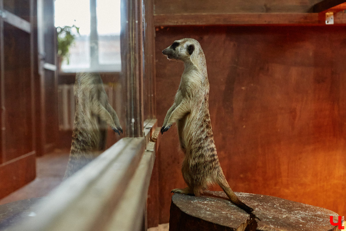 Дети обладают способностью вызывать улыбку. Это касается также четырехлапых, хвостатых и зубастых крох. «Ключ-Медиа» решил, что сейчас подборка умилительных кадров придется к месту, поэтому заглянул во владимирский экзотариум за порцией хорошего настроения.