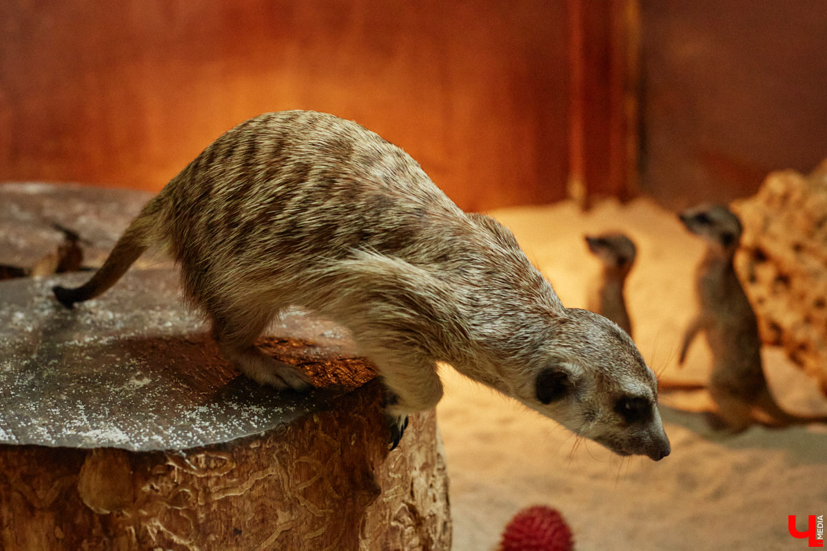 Дети обладают способностью вызывать улыбку. Это касается также четырехлапых, хвостатых и зубастых крох. «Ключ-Медиа» решил, что сейчас подборка умилительных кадров придется к месту, поэтому заглянул во владимирский экзотариум за порцией хорошего настроения.