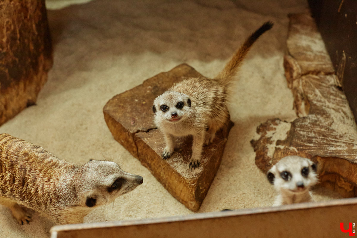 Дети обладают способностью вызывать улыбку. Это касается также четырехлапых, хвостатых и зубастых крох. «Ключ-Медиа» решил, что сейчас подборка умилительных кадров придется к месту, поэтому заглянул во владимирский экзотариум за порцией хорошего настроения.