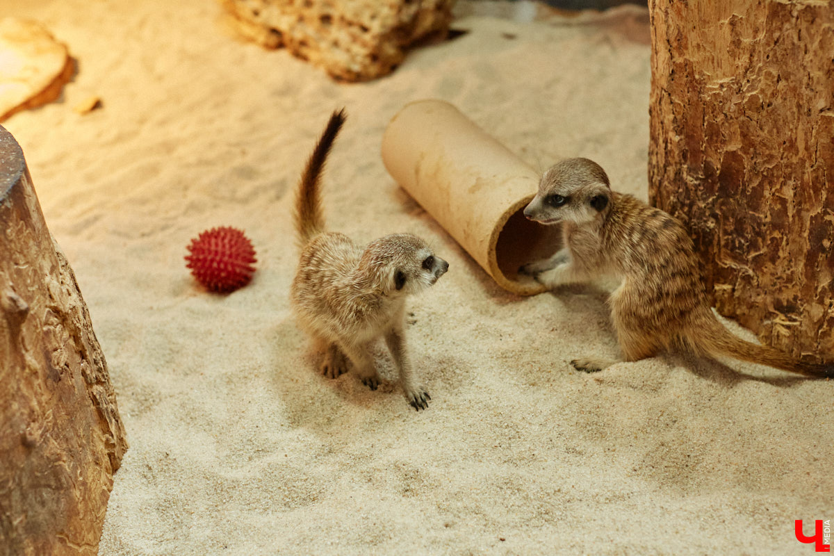 Дети обладают способностью вызывать улыбку. Это касается также четырехлапых, хвостатых и зубастых крох. «Ключ-Медиа» решил, что сейчас подборка умилительных кадров придется к месту, поэтому заглянул во владимирский экзотариум за порцией хорошего настроения.