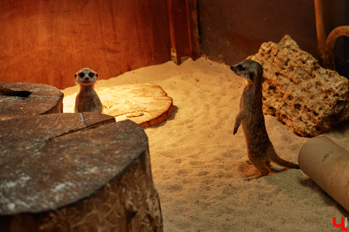 Дети обладают способностью вызывать улыбку. Это касается также четырехлапых, хвостатых и зубастых крох. «Ключ-Медиа» решил, что сейчас подборка умилительных кадров придется к месту, поэтому заглянул во владимирский экзотариум за порцией хорошего настроения.