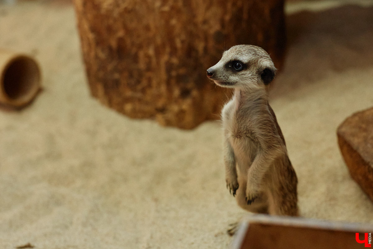 Дети обладают способностью вызывать улыбку. Это касается также четырехлапых, хвостатых и зубастых крох. «Ключ-Медиа» решил, что сейчас подборка умилительных кадров придется к месту, поэтому заглянул во владимирский экзотариум за порцией хорошего настроения.