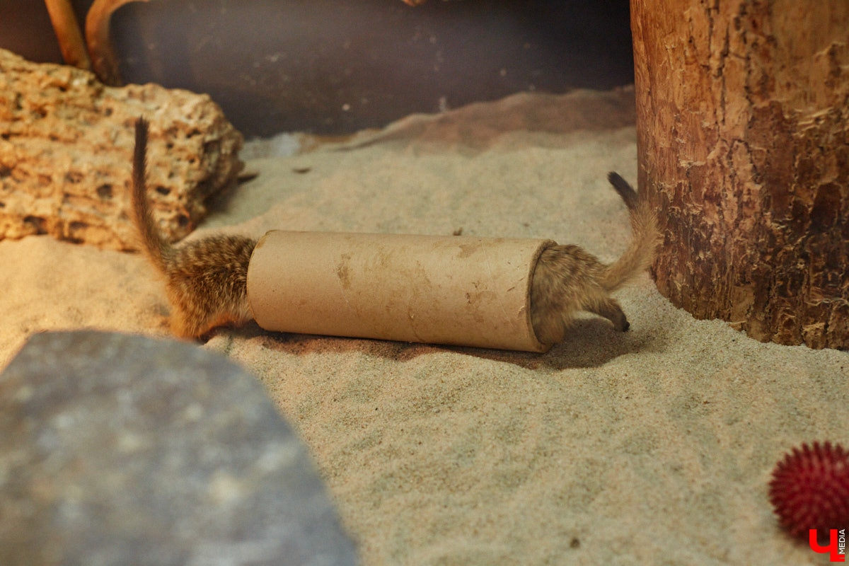 Дети обладают способностью вызывать улыбку. Это касается также четырехлапых, хвостатых и зубастых крох. «Ключ-Медиа» решил, что сейчас подборка умилительных кадров придется к месту, поэтому заглянул во владимирский экзотариум за порцией хорошего настроения.