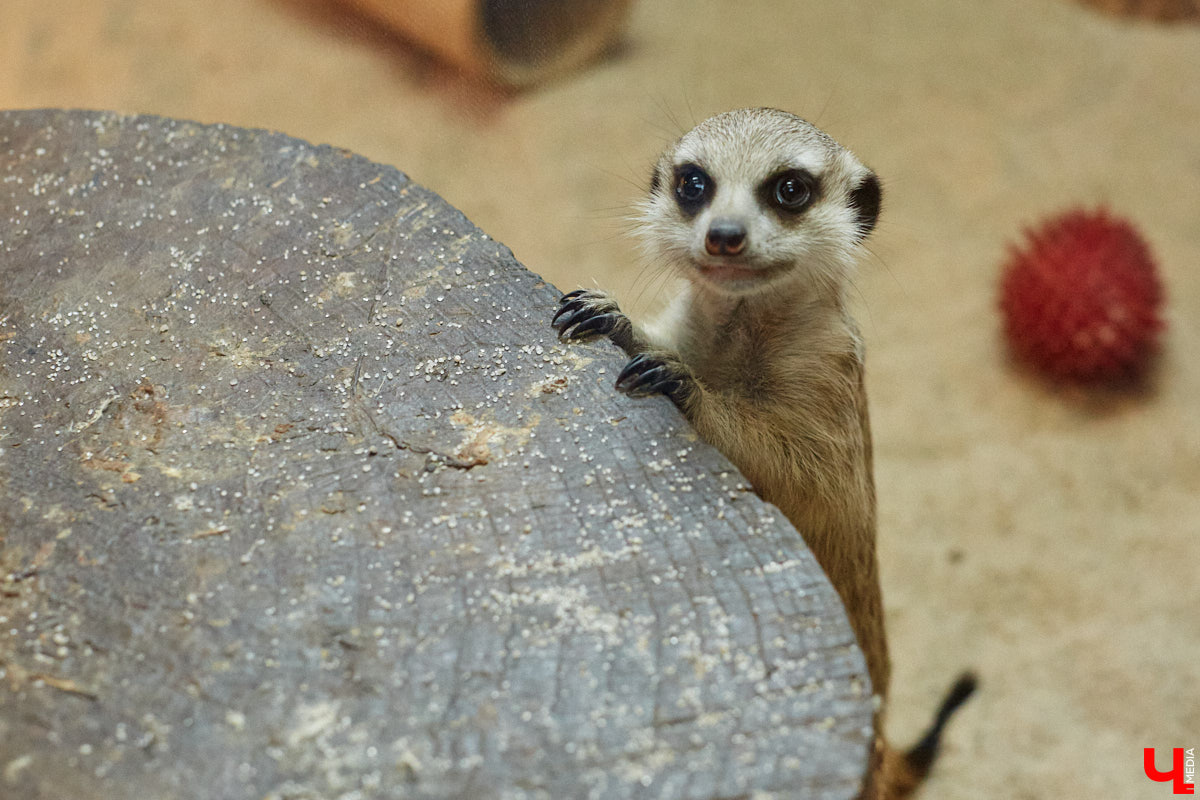 Дети обладают способностью вызывать улыбку. Это касается также четырехлапых, хвостатых и зубастых крох. «Ключ-Медиа» решил, что сейчас подборка умилительных кадров придется к месту, поэтому заглянул во владимирский экзотариум за порцией хорошего настроения.
