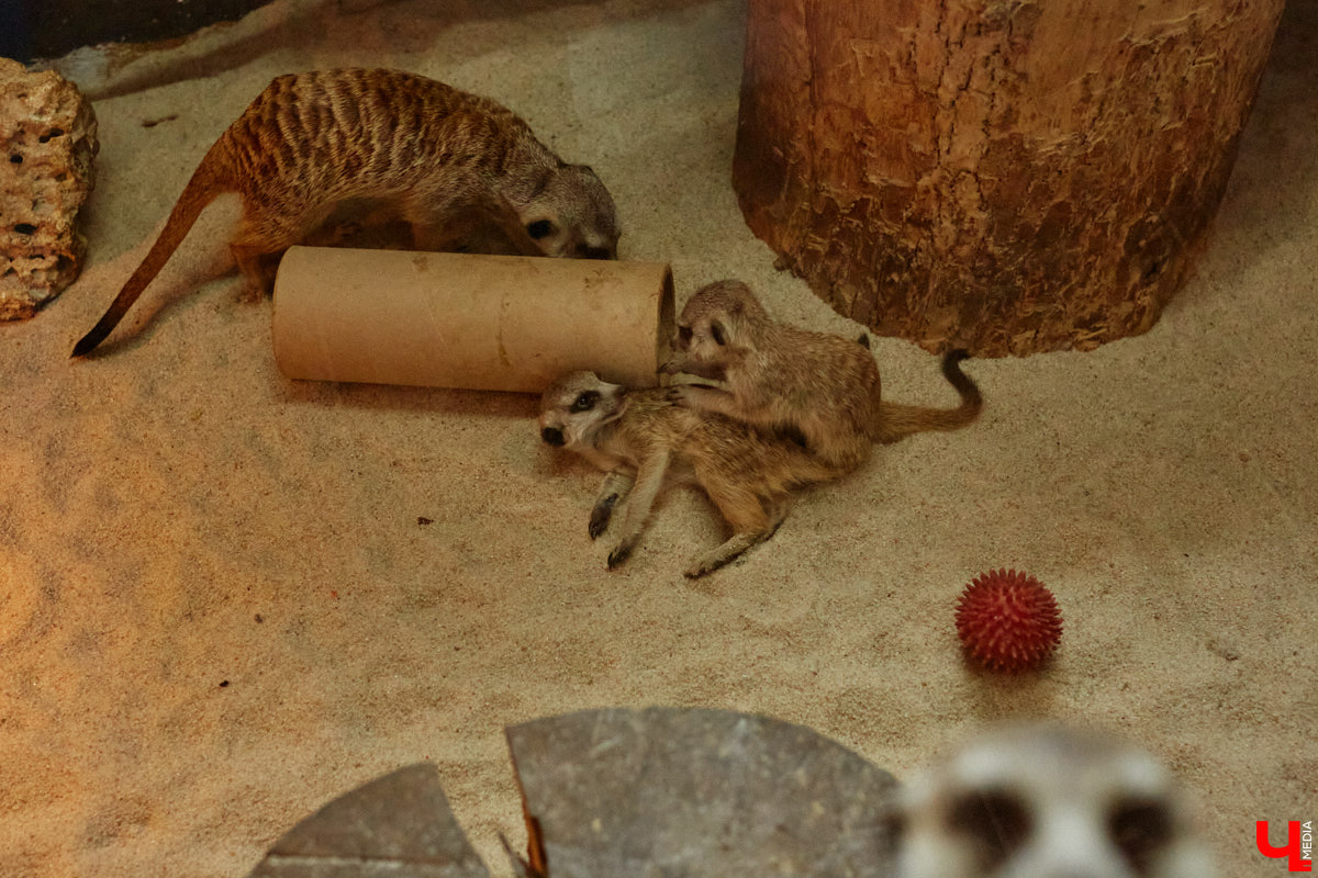 Дети обладают способностью вызывать улыбку. Это касается также четырехлапых, хвостатых и зубастых крох. «Ключ-Медиа» решил, что сейчас подборка умилительных кадров придется к месту, поэтому заглянул во владимирский экзотариум за порцией хорошего настроения.