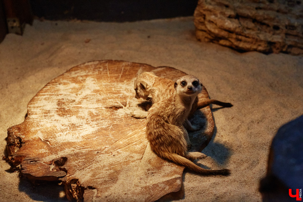 Дети обладают способностью вызывать улыбку. Это касается также четырехлапых, хвостатых и зубастых крох. «Ключ-Медиа» решил, что сейчас подборка умилительных кадров придется к месту, поэтому заглянул во владимирский экзотариум за порцией хорошего настроения.