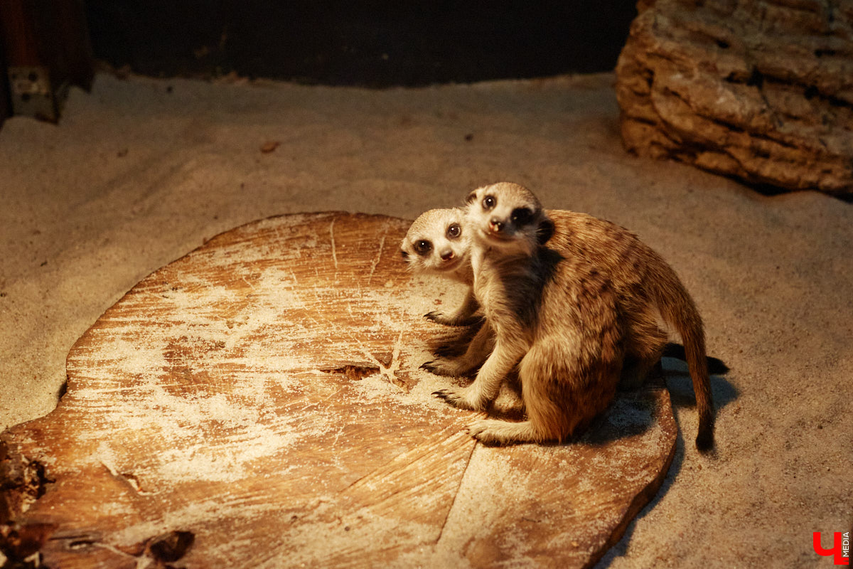 Дети обладают способностью вызывать улыбку. Это касается также четырехлапых, хвостатых и зубастых крох. «Ключ-Медиа» решил, что сейчас подборка умилительных кадров придется к месту, поэтому заглянул во владимирский экзотариум за порцией хорошего настроения.