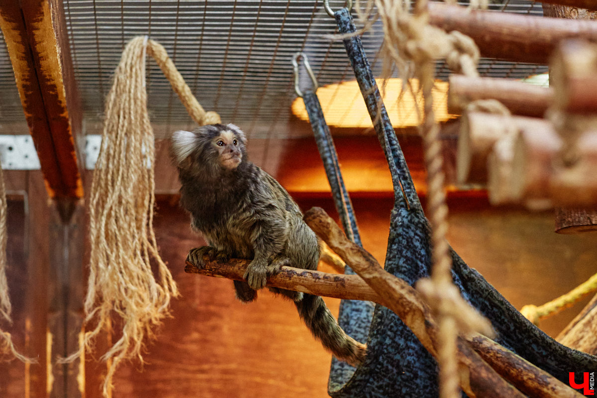 Дети обладают способностью вызывать улыбку. Это касается также четырехлапых, хвостатых и зубастых крох. «Ключ-Медиа» решил, что сейчас подборка умилительных кадров придется к месту, поэтому заглянул во владимирский экзотариум за порцией хорошего настроения.