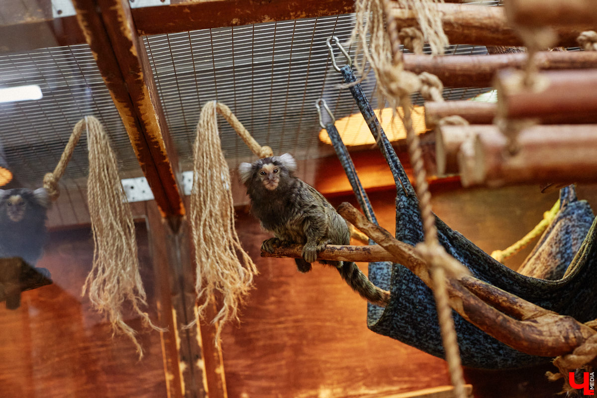 Дети обладают способностью вызывать улыбку. Это касается также четырехлапых, хвостатых и зубастых крох. «Ключ-Медиа» решил, что сейчас подборка умилительных кадров придется к месту, поэтому заглянул во владимирский экзотариум за порцией хорошего настроения.