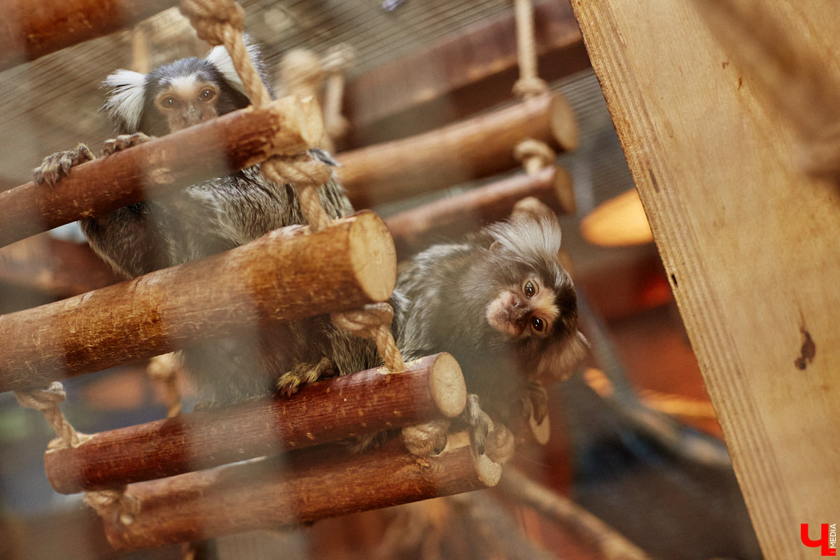 Дети обладают способностью вызывать улыбку. Это касается также четырехлапых, хвостатых и зубастых крох. «Ключ-Медиа» решил, что сейчас подборка умилительных кадров придется к месту, поэтому заглянул во владимирский экзотариум за порцией хорошего настроения.