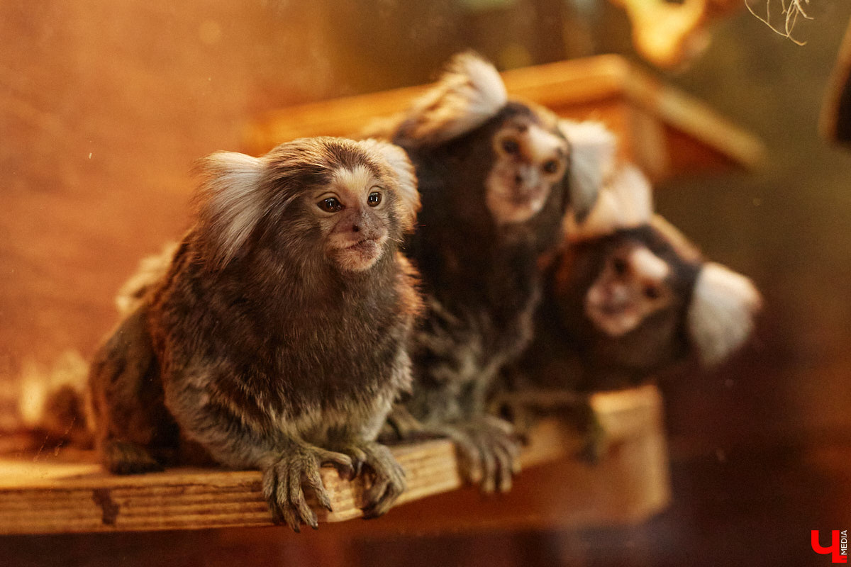 Дети обладают способностью вызывать улыбку. Это касается также четырехлапых, хвостатых и зубастых крох. «Ключ-Медиа» решил, что сейчас подборка умилительных кадров придется к месту, поэтому заглянул во владимирский экзотариум за порцией хорошего настроения.