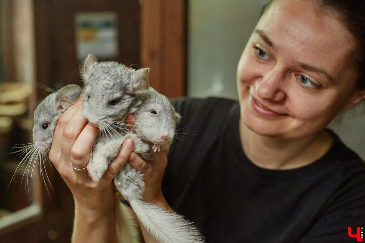 Дети обладают способностью вызывать улыбку. Это касается также четырехлапых, хвостатых и зубастых крох. «Ключ-Медиа» решил, что сейчас подборка умилительных кадров придется к месту, поэтому заглянул во владимирский экзотариум за порцией хорошего настроения.