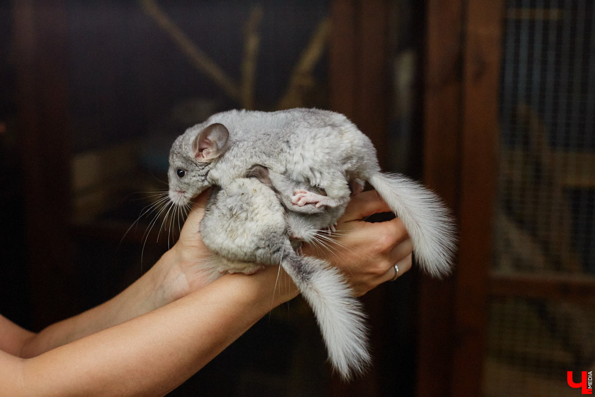 Дети обладают способностью вызывать улыбку. Это касается также четырехлапых, хвостатых и зубастых крох. «Ключ-Медиа» решил, что сейчас подборка умилительных кадров придется к месту, поэтому заглянул во владимирский экзотариум за порцией хорошего настроения.