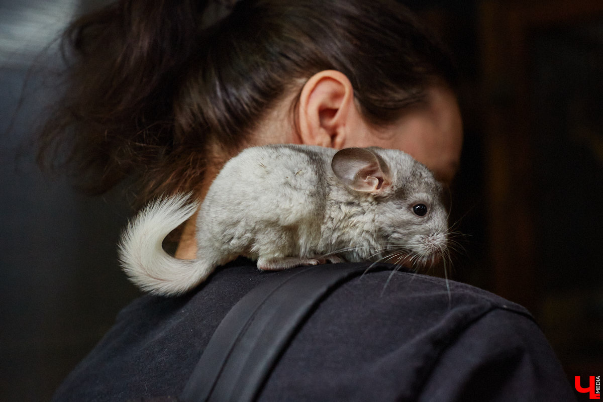 Дети обладают способностью вызывать улыбку. Это касается также четырехлапых, хвостатых и зубастых крох. «Ключ-Медиа» решил, что сейчас подборка умилительных кадров придется к месту, поэтому заглянул во владимирский экзотариум за порцией хорошего настроения.