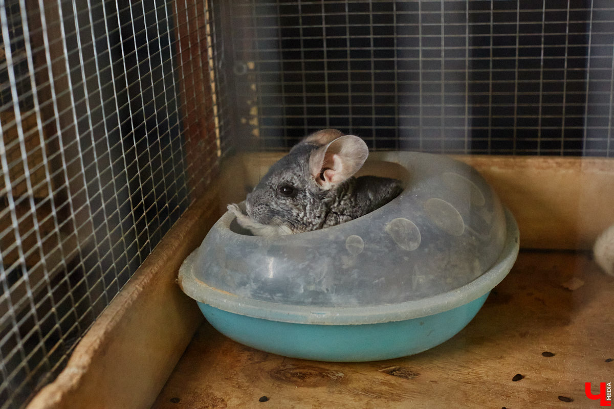 Дети обладают способностью вызывать улыбку. Это касается также четырехлапых, хвостатых и зубастых крох. «Ключ-Медиа» решил, что сейчас подборка умилительных кадров придется к месту, поэтому заглянул во владимирский экзотариум за порцией хорошего настроения.