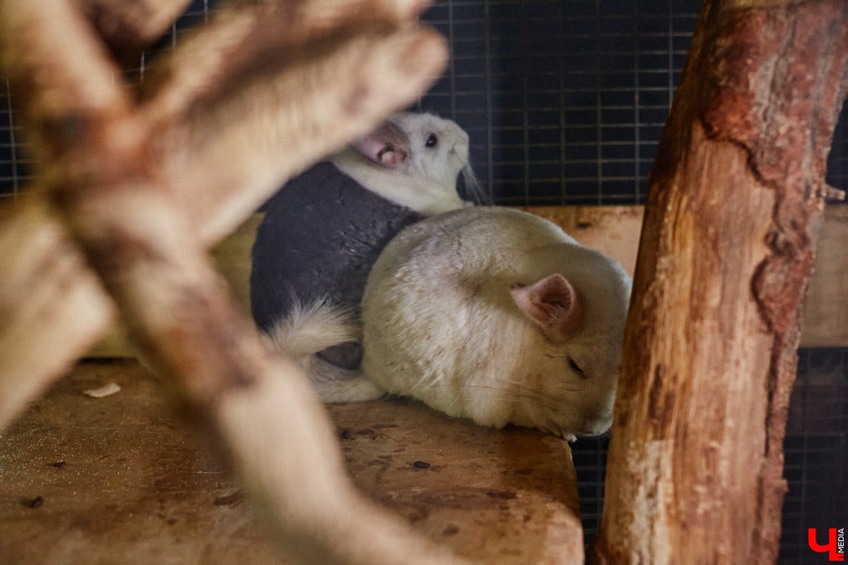Дети обладают способностью вызывать улыбку. Это касается также четырехлапых, хвостатых и зубастых крох. «Ключ-Медиа» решил, что сейчас подборка умилительных кадров придется к месту, поэтому заглянул во владимирский экзотариум за порцией хорошего настроения.