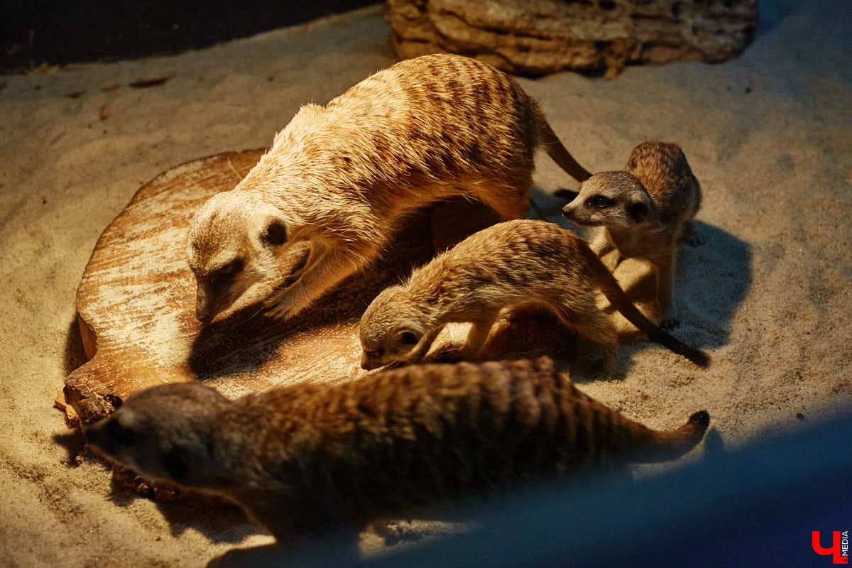 Дети обладают способностью вызывать улыбку. Это касается также четырехлапых, хвостатых и зубастых крох. «Ключ-Медиа» решил, что сейчас подборка умилительных кадров придется к месту, поэтому заглянул во владимирский экзотариум за порцией хорошего настроения.