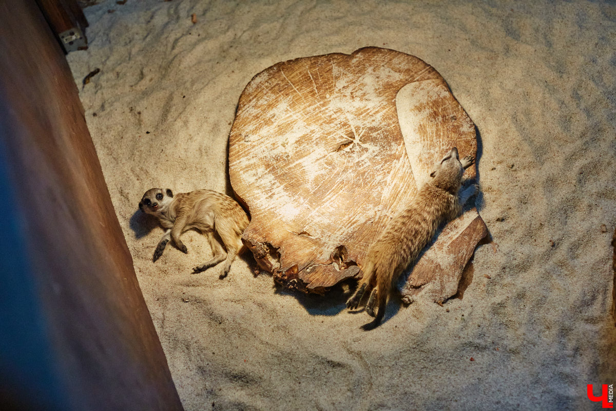 Дети обладают способностью вызывать улыбку. Это касается также четырехлапых, хвостатых и зубастых крох. «Ключ-Медиа» решил, что сейчас подборка умилительных кадров придется к месту, поэтому заглянул во владимирский экзотариум за порцией хорошего настроения.