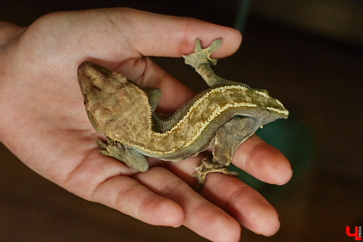 Дети обладают способностью вызывать улыбку. Это касается также четырехлапых, хвостатых и зубастых крох. «Ключ-Медиа» решил, что сейчас подборка умилительных кадров придется к месту, поэтому заглянул во владимирский экзотариум за порцией хорошего настроения.