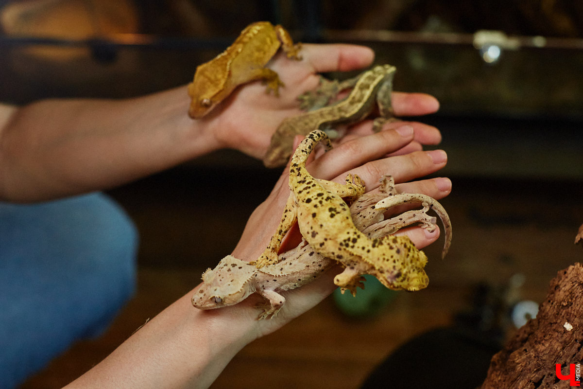 Дети обладают способностью вызывать улыбку. Это касается также четырехлапых, хвостатых и зубастых крох. «Ключ-Медиа» решил, что сейчас подборка умилительных кадров придется к месту, поэтому заглянул во владимирский экзотариум за порцией хорошего настроения.