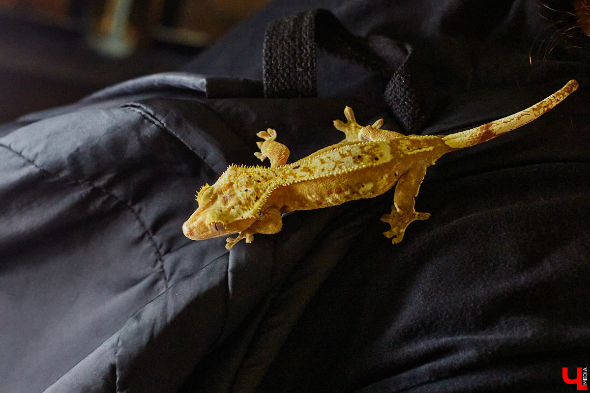 Дети обладают способностью вызывать улыбку. Это касается также четырехлапых, хвостатых и зубастых крох. «Ключ-Медиа» решил, что сейчас подборка умилительных кадров придется к месту, поэтому заглянул во владимирский экзотариум за порцией хорошего настроения.