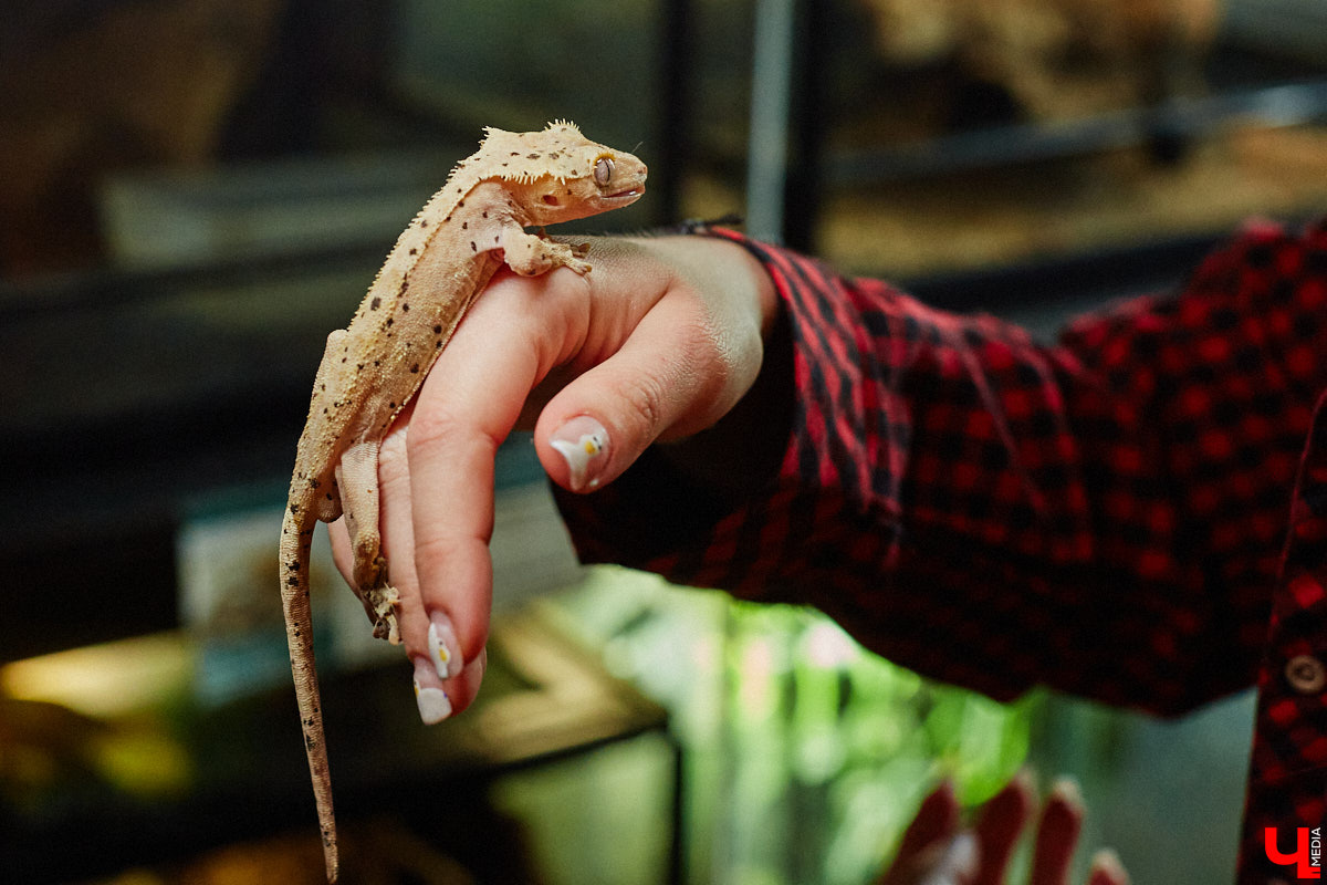 Дети обладают способностью вызывать улыбку. Это касается также четырехлапых, хвостатых и зубастых крох. «Ключ-Медиа» решил, что сейчас подборка умилительных кадров придется к месту, поэтому заглянул во владимирский экзотариум за порцией хорошего настроения.
