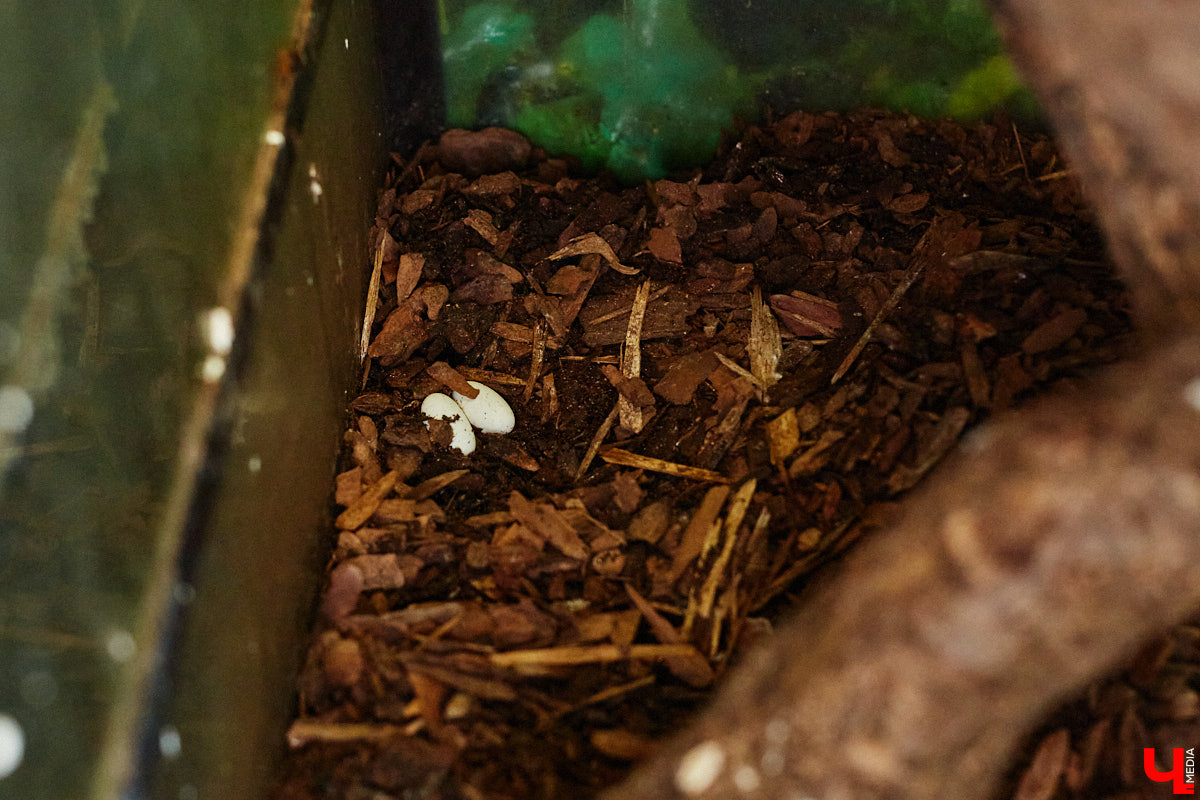 Дети обладают способностью вызывать улыбку. Это касается также четырехлапых, хвостатых и зубастых крох. «Ключ-Медиа» решил, что сейчас подборка умилительных кадров придется к месту, поэтому заглянул во владимирский экзотариум за порцией хорошего настроения.