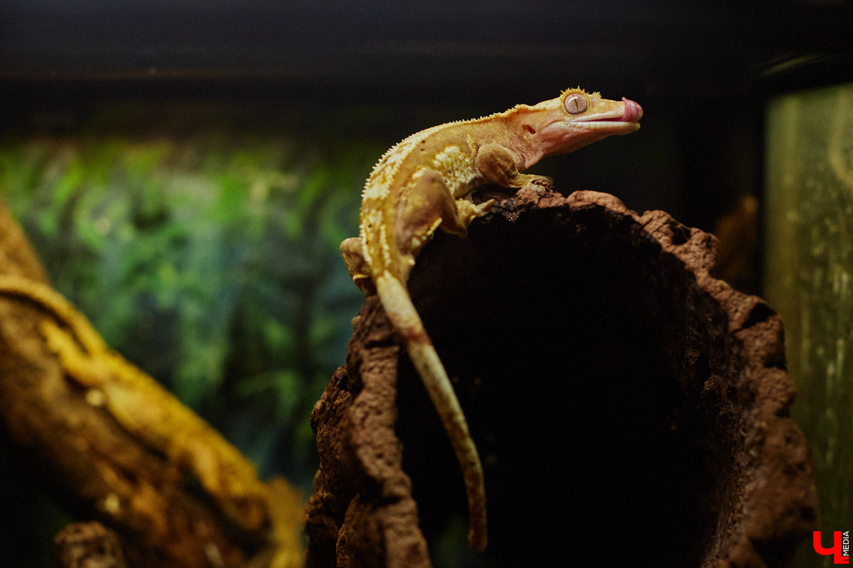 Дети обладают способностью вызывать улыбку. Это касается также четырехлапых, хвостатых и зубастых крох. «Ключ-Медиа» решил, что сейчас подборка умилительных кадров придется к месту, поэтому заглянул во владимирский экзотариум за порцией хорошего настроения.