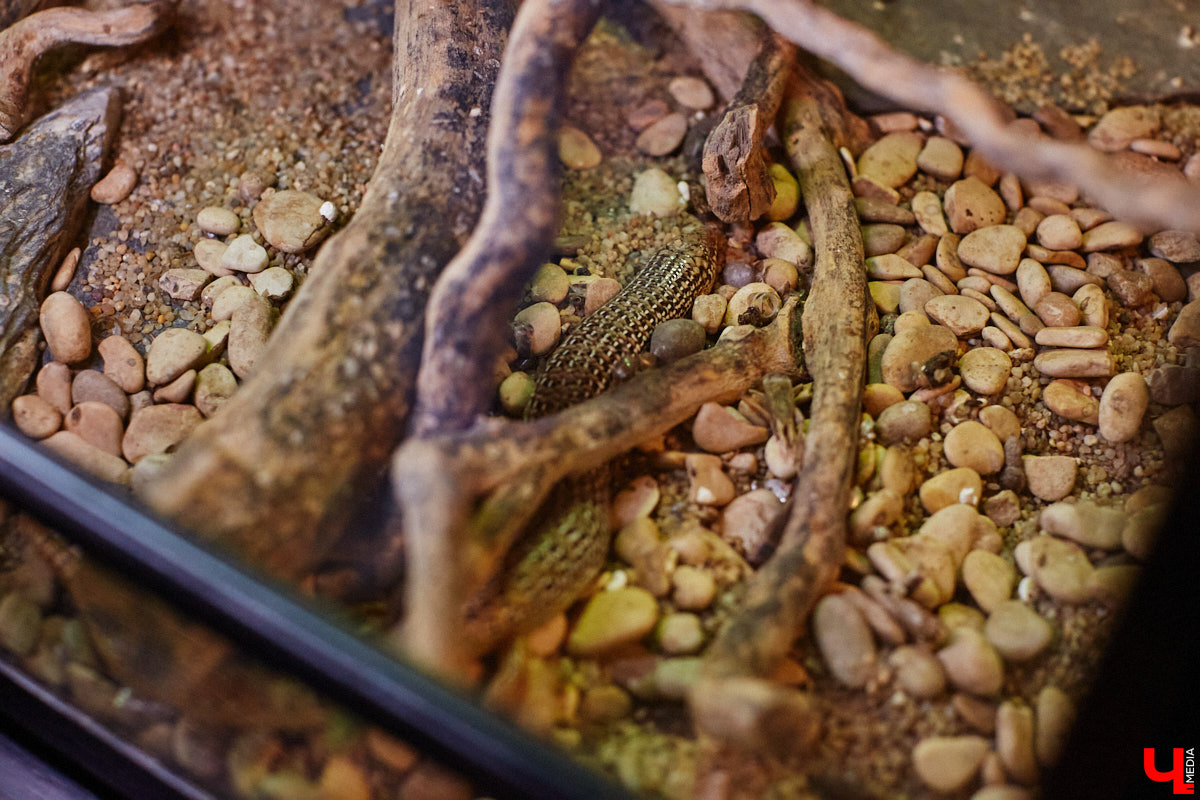 Дети обладают способностью вызывать улыбку. Это касается также четырехлапых, хвостатых и зубастых крох. «Ключ-Медиа» решил, что сейчас подборка умилительных кадров придется к месту, поэтому заглянул во владимирский экзотариум за порцией хорошего настроения.