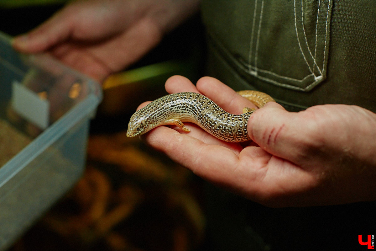 Дети обладают способностью вызывать улыбку. Это касается также четырехлапых, хвостатых и зубастых крох. «Ключ-Медиа» решил, что сейчас подборка умилительных кадров придется к месту, поэтому заглянул во владимирский экзотариум за порцией хорошего настроения.