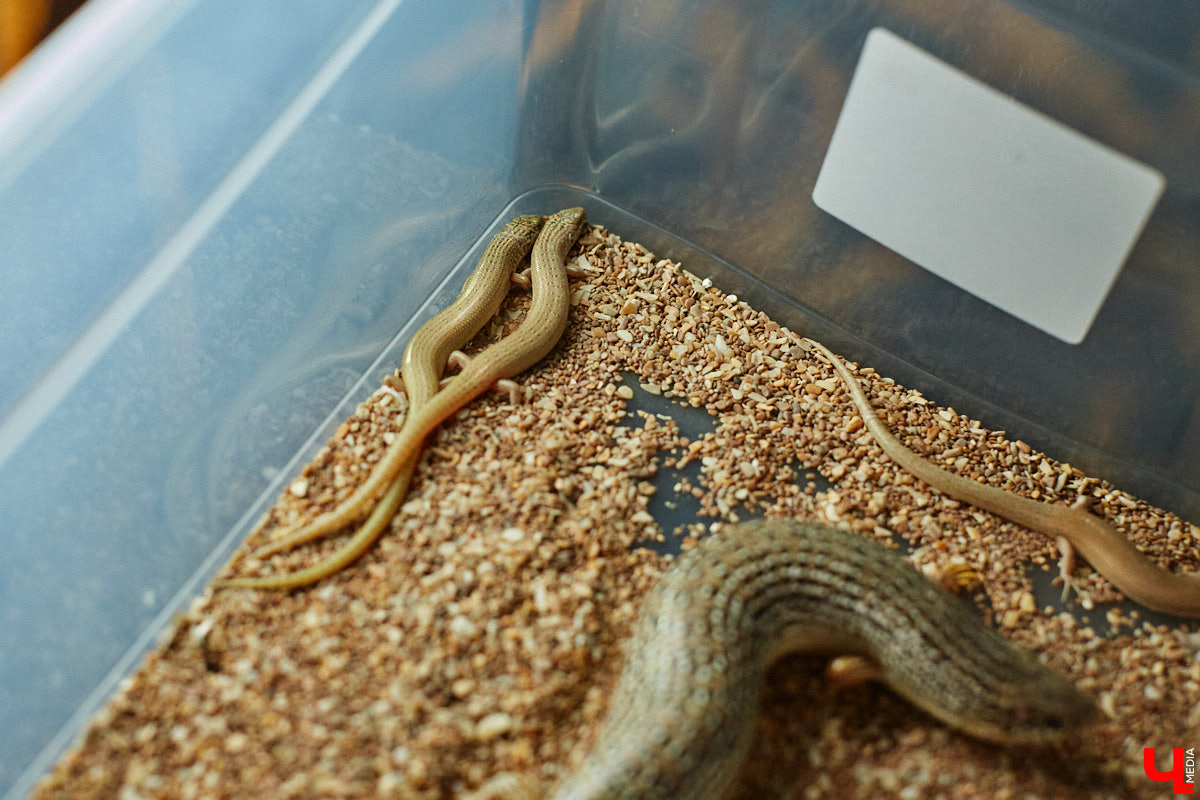 Дети обладают способностью вызывать улыбку. Это касается также четырехлапых, хвостатых и зубастых крох. «Ключ-Медиа» решил, что сейчас подборка умилительных кадров придется к месту, поэтому заглянул во владимирский экзотариум за порцией хорошего настроения.