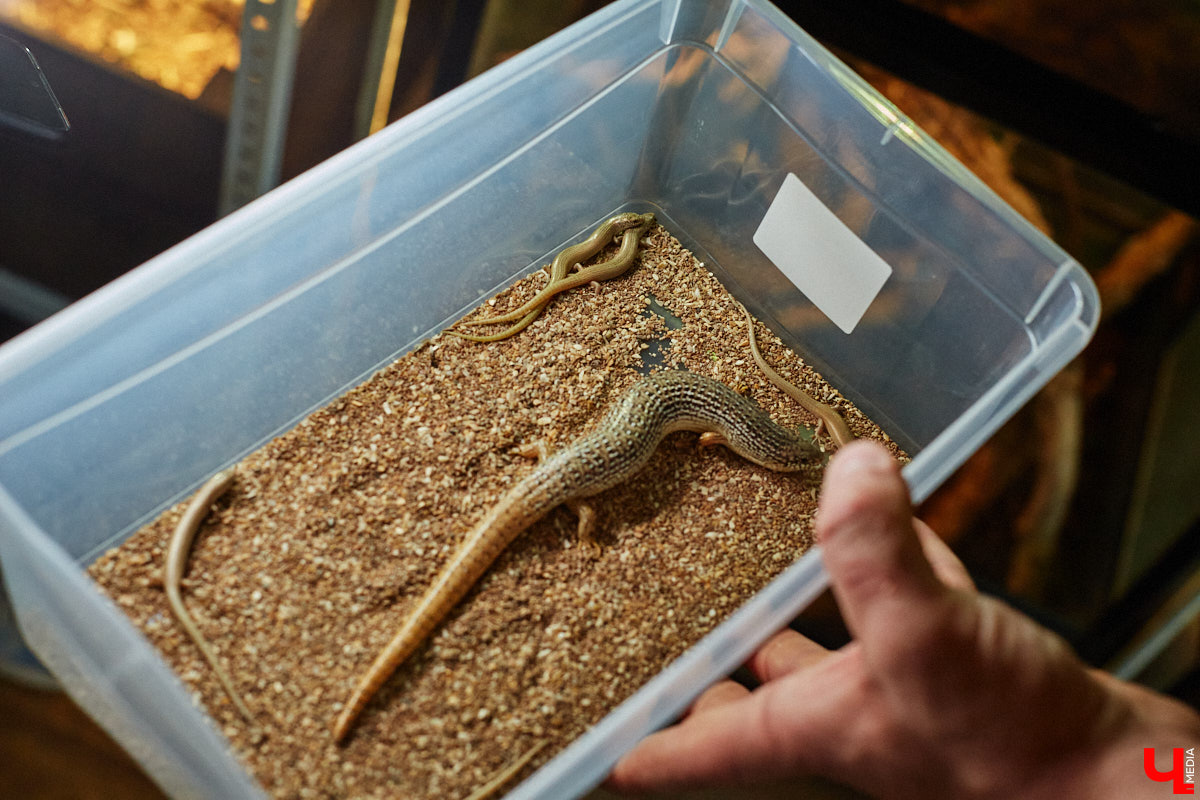 Дети обладают способностью вызывать улыбку. Это касается также четырехлапых, хвостатых и зубастых крох. «Ключ-Медиа» решил, что сейчас подборка умилительных кадров придется к месту, поэтому заглянул во владимирский экзотариум за порцией хорошего настроения.