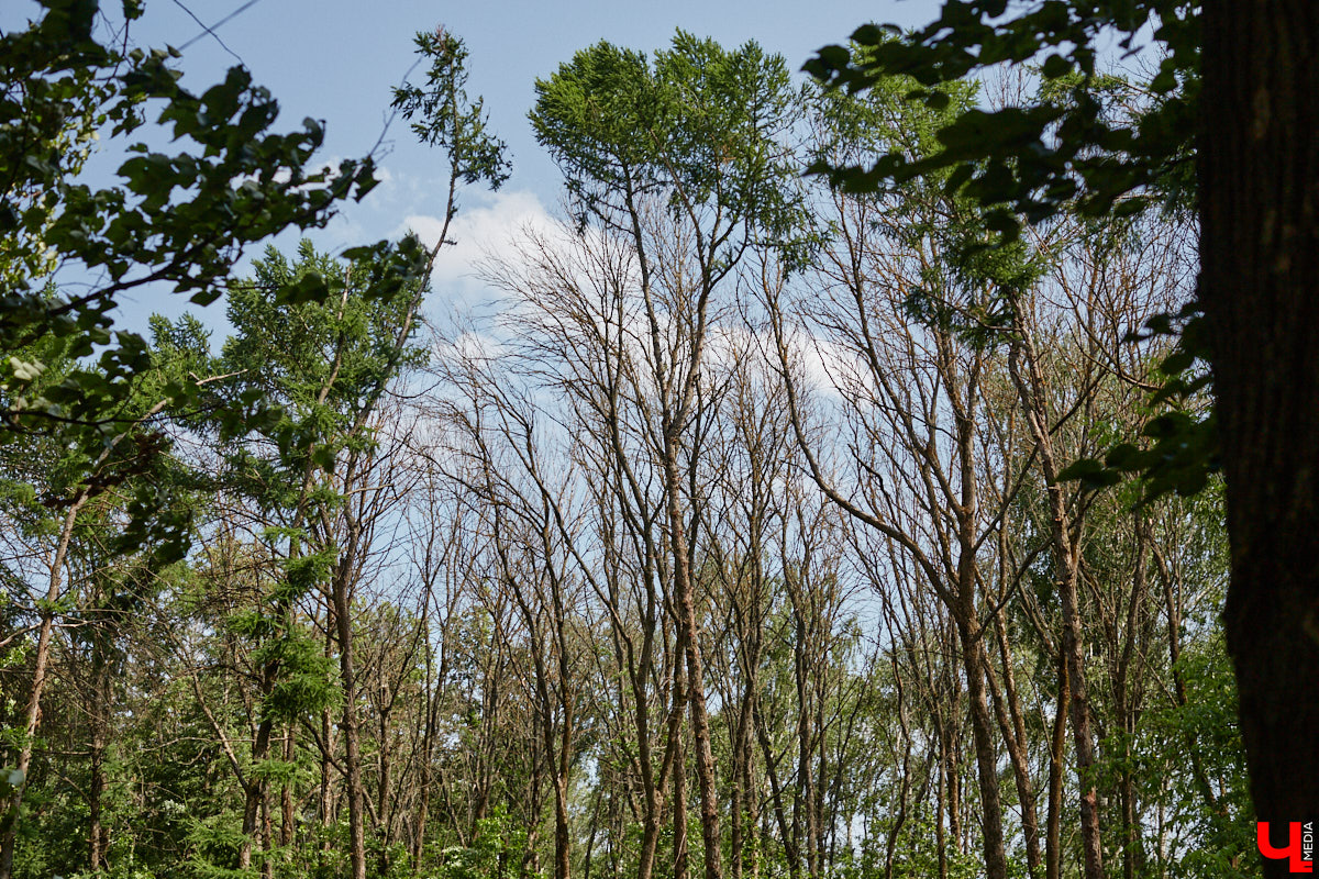 Центральный парк, как и вокзал, является лицом города. И главная зеленая площадка стремится соответствовать такому высокому статусу. Там широкие тенистые аллеи, клумбы, большой освежающий фонтан. Впрочем, если присмотреться, не все так идеально. Что же во владимирском оазисе требует внимания?