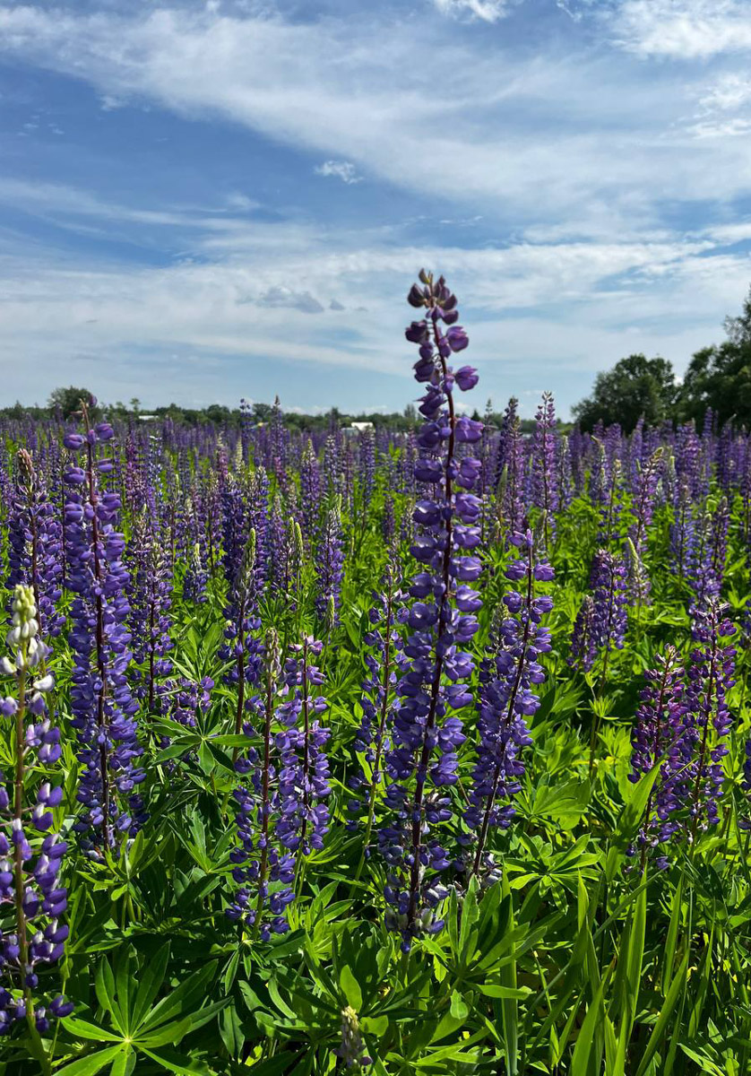 Лето — самое время делать красивые снимки. И если к кадрам в купальниках погода явно не располагает, фотосессия в цветах послужит отличной альтернативой. Главное, найти подходящее место. Вариантов немало: от Патриаршего сада, где одни оттенки сменяют другие, до поля с люпинами. «Ключ-Медиа» собрал топ-5 самых благоухающих локаций.