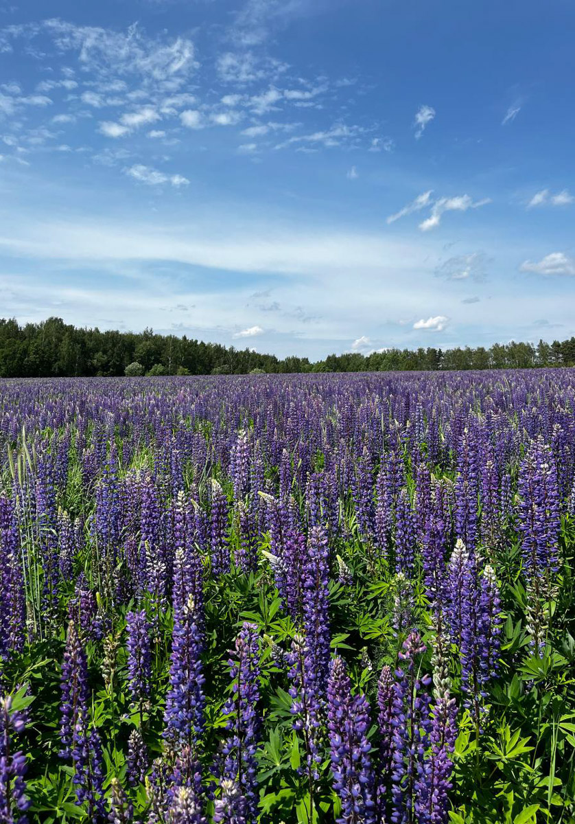 Лето — самое время делать красивые снимки. И если к кадрам в купальниках погода явно не располагает, фотосессия в цветах послужит отличной альтернативой. Главное, найти подходящее место. Вариантов немало: от Патриаршего сада, где одни оттенки сменяют другие, до поля с люпинами. «Ключ-Медиа» собрал топ-5 самых благоухающих локаций.