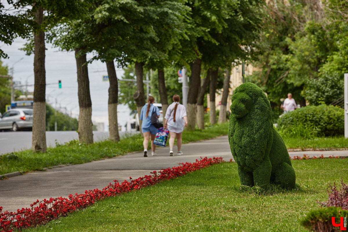 Львы во Владимире повсюду. Неудивительно, ведь гордый хищник – главный страж и символ города. Он смотрит на нас с герба, стен, памятников, арт-объектов. «Ключ-Медиа» решил устроить квест и постарался найти всех зверей в разных обличьях на улицах областной столицы.