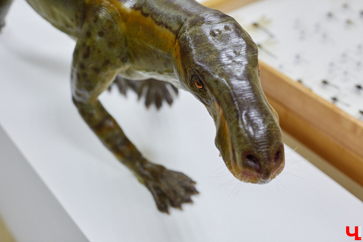 Динозавры не самые древние создания. Кто жил до них несколько сот миллионов лет назад на территории современной России, знает Алексей Логвиненко. Об этом он рассказывает в своем частном музее, где собрал не только макеты доисторических существ в натуральную величину, но и удивительных насекомых со всей планеты.