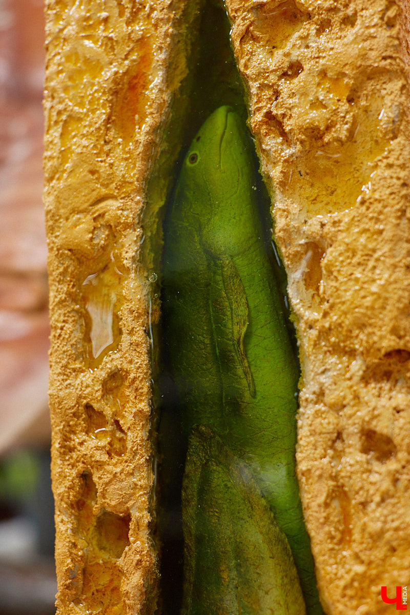 Динозавры не самые древние создания. Кто жил до них несколько сот миллионов лет назад на территории современной России, знает Алексей Логвиненко. Об этом он рассказывает в своем частном музее, где собрал не только макеты доисторических существ в натуральную величину, но и удивительных насекомых со всей планеты.