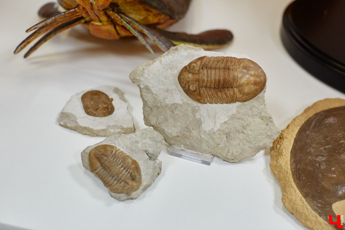 Динозавры не самые древние создания. Кто жил до них несколько сот миллионов лет назад на территории современной России, знает Алексей Логвиненко. Об этом он рассказывает в своем частном музее, где собрал не только макеты доисторических существ в натуральную величину, но и удивительных насекомых со всей планеты.