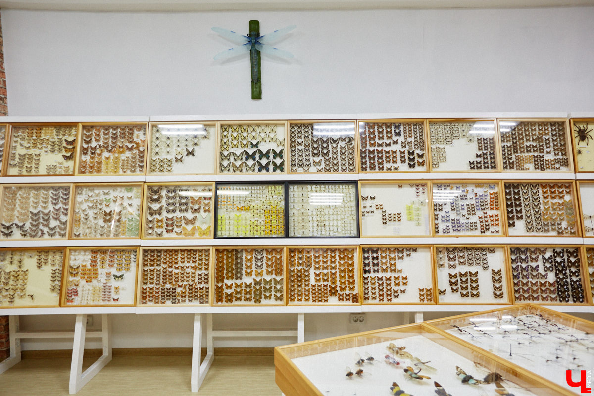 Динозавры не самые древние создания. Кто жил до них несколько сот миллионов лет назад на территории современной России, знает Алексей Логвиненко. Об этом он рассказывает в своем частном музее, где собрал не только макеты доисторических существ в натуральную величину, но и удивительных насекомых со всей планеты.