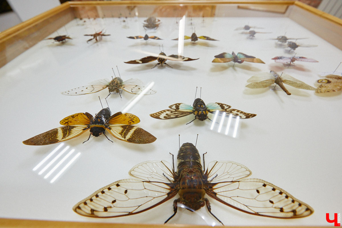 Динозавры не самые древние создания. Кто жил до них несколько сот миллионов лет назад на территории современной России, знает Алексей Логвиненко. Об этом он рассказывает в своем частном музее, где собрал не только макеты доисторических существ в натуральную величину, но и удивительных насекомых со всей планеты.