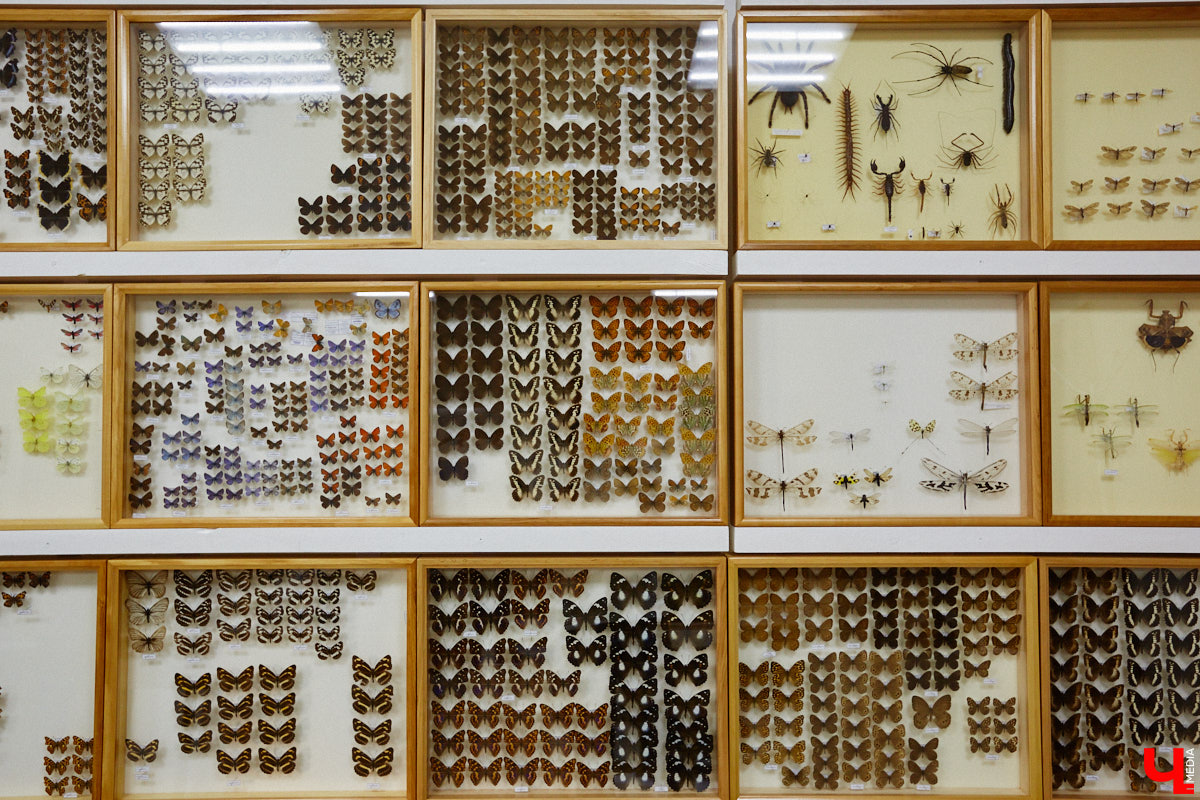 Динозавры не самые древние создания. Кто жил до них несколько сот миллионов лет назад на территории современной России, знает Алексей Логвиненко. Об этом он рассказывает в своем частном музее, где собрал не только макеты доисторических существ в натуральную величину, но и удивительных насекомых со всей планеты.