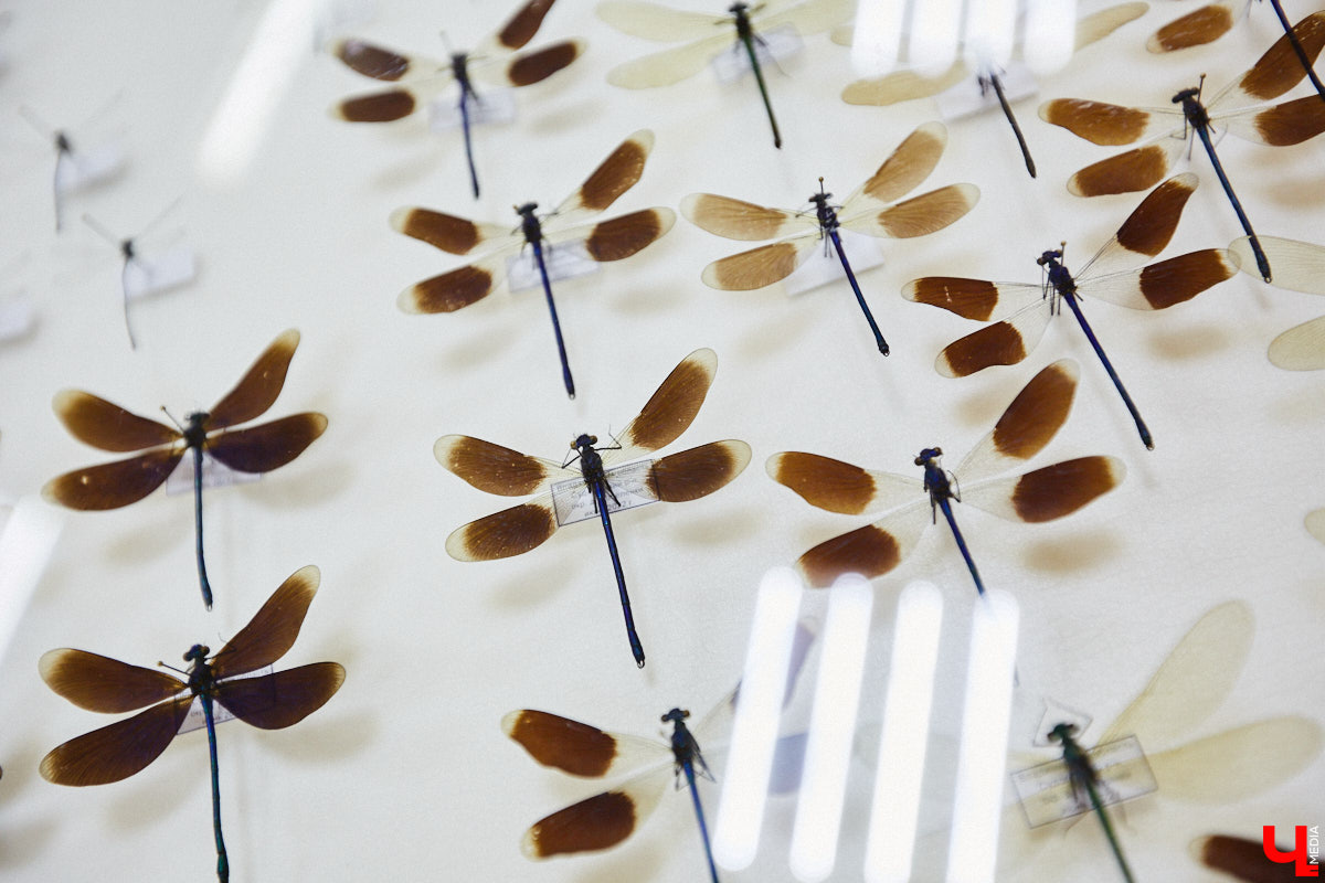 Динозавры не самые древние создания. Кто жил до них несколько сот миллионов лет назад на территории современной России, знает Алексей Логвиненко. Об этом он рассказывает в своем частном музее, где собрал не только макеты доисторических существ в натуральную величину, но и удивительных насекомых со всей планеты.