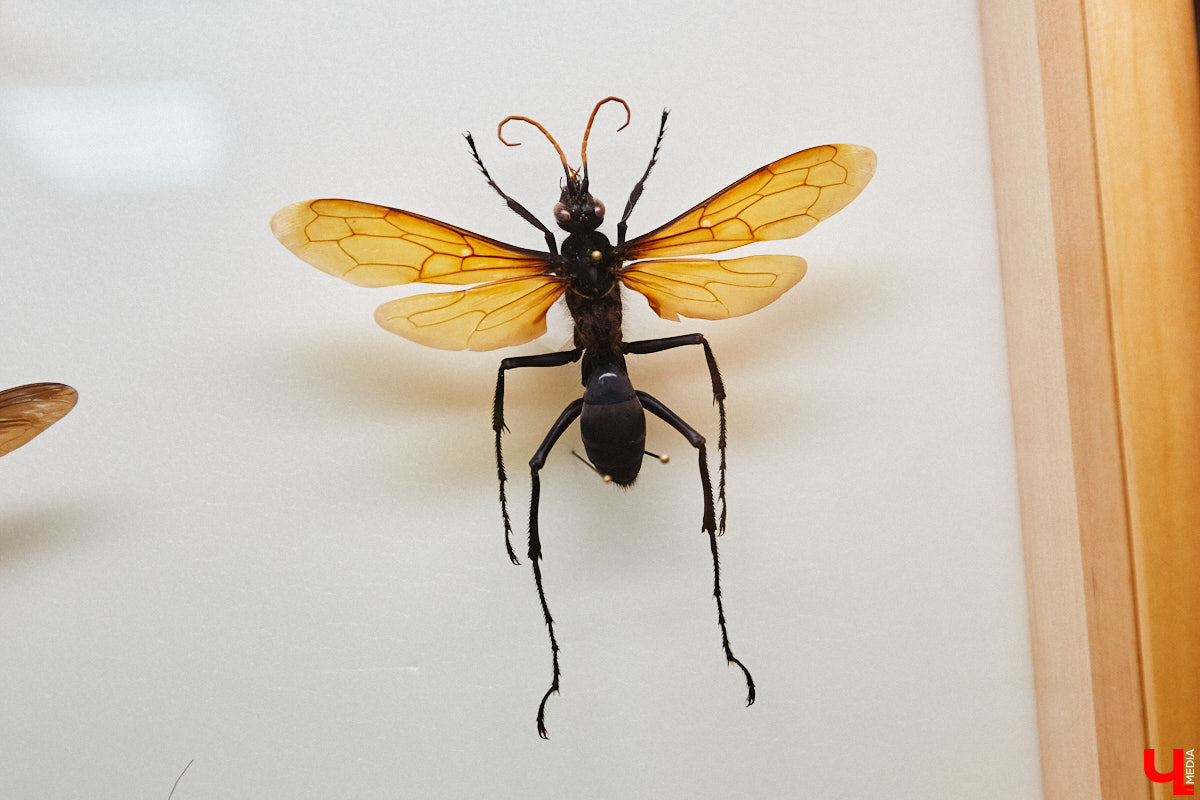 Динозавры не самые древние создания. Кто жил до них несколько сот миллионов лет назад на территории современной России, знает Алексей Логвиненко. Об этом он рассказывает в своем частном музее, где собрал не только макеты доисторических существ в натуральную величину, но и удивительных насекомых со всей планеты.