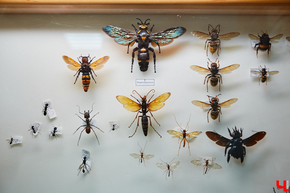 Динозавры не самые древние создания. Кто жил до них несколько сот миллионов лет назад на территории современной России, знает Алексей Логвиненко. Об этом он рассказывает в своем частном музее, где собрал не только макеты доисторических существ в натуральную величину, но и удивительных насекомых со всей планеты.