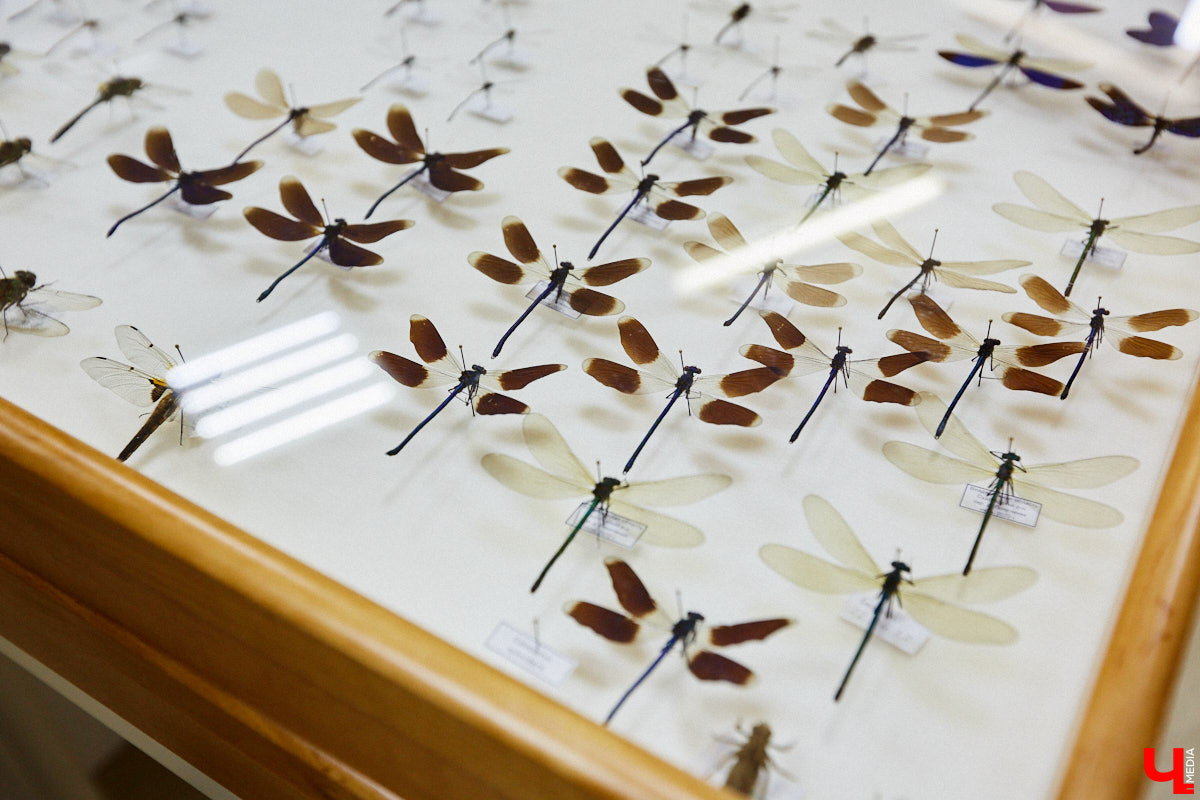 Динозавры не самые древние создания. Кто жил до них несколько сот миллионов лет назад на территории современной России, знает Алексей Логвиненко. Об этом он рассказывает в своем частном музее, где собрал не только макеты доисторических существ в натуральную величину, но и удивительных насекомых со всей планеты.