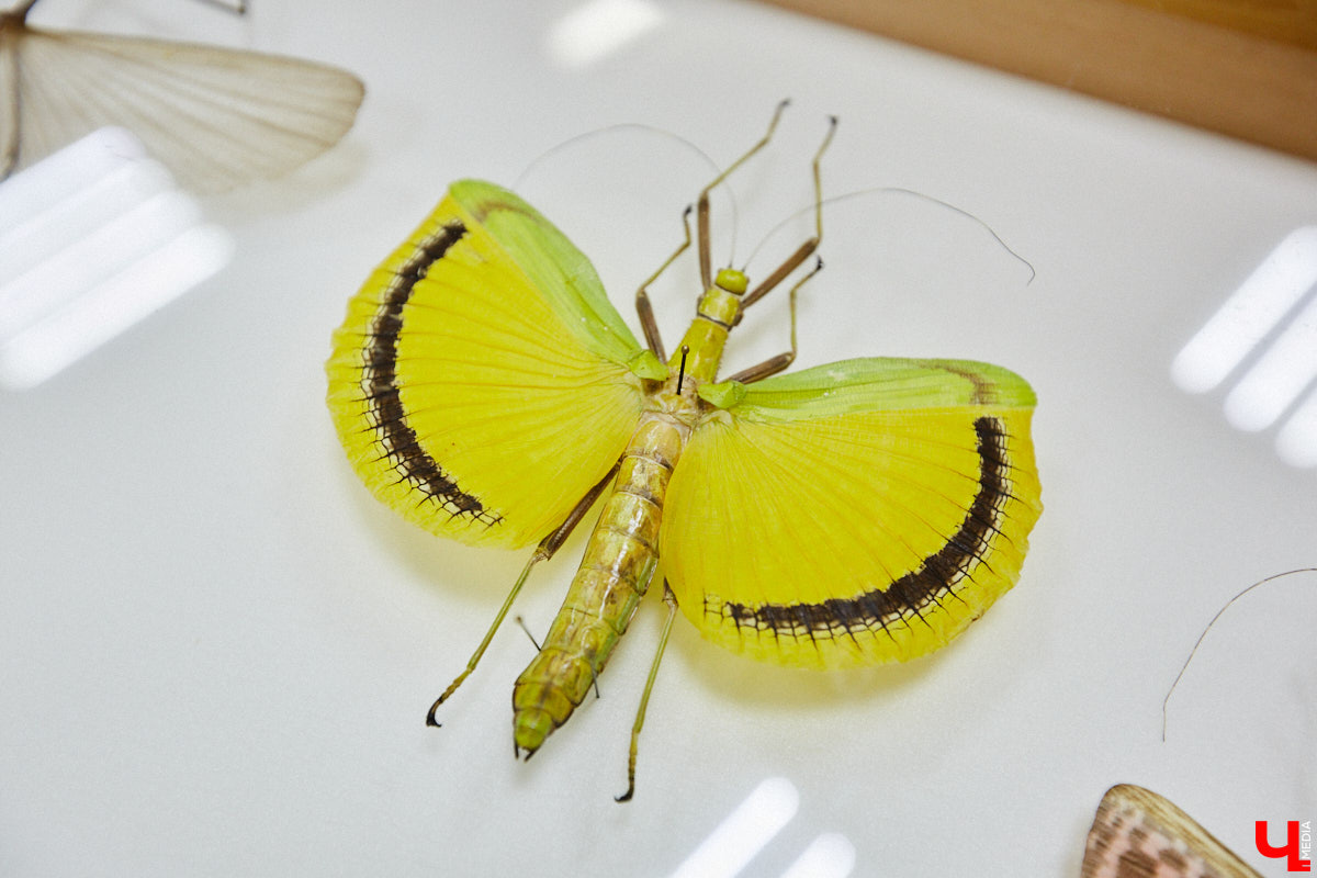 Динозавры не самые древние создания. Кто жил до них несколько сот миллионов лет назад на территории современной России, знает Алексей Логвиненко. Об этом он рассказывает в своем частном музее, где собрал не только макеты доисторических существ в натуральную величину, но и удивительных насекомых со всей планеты.