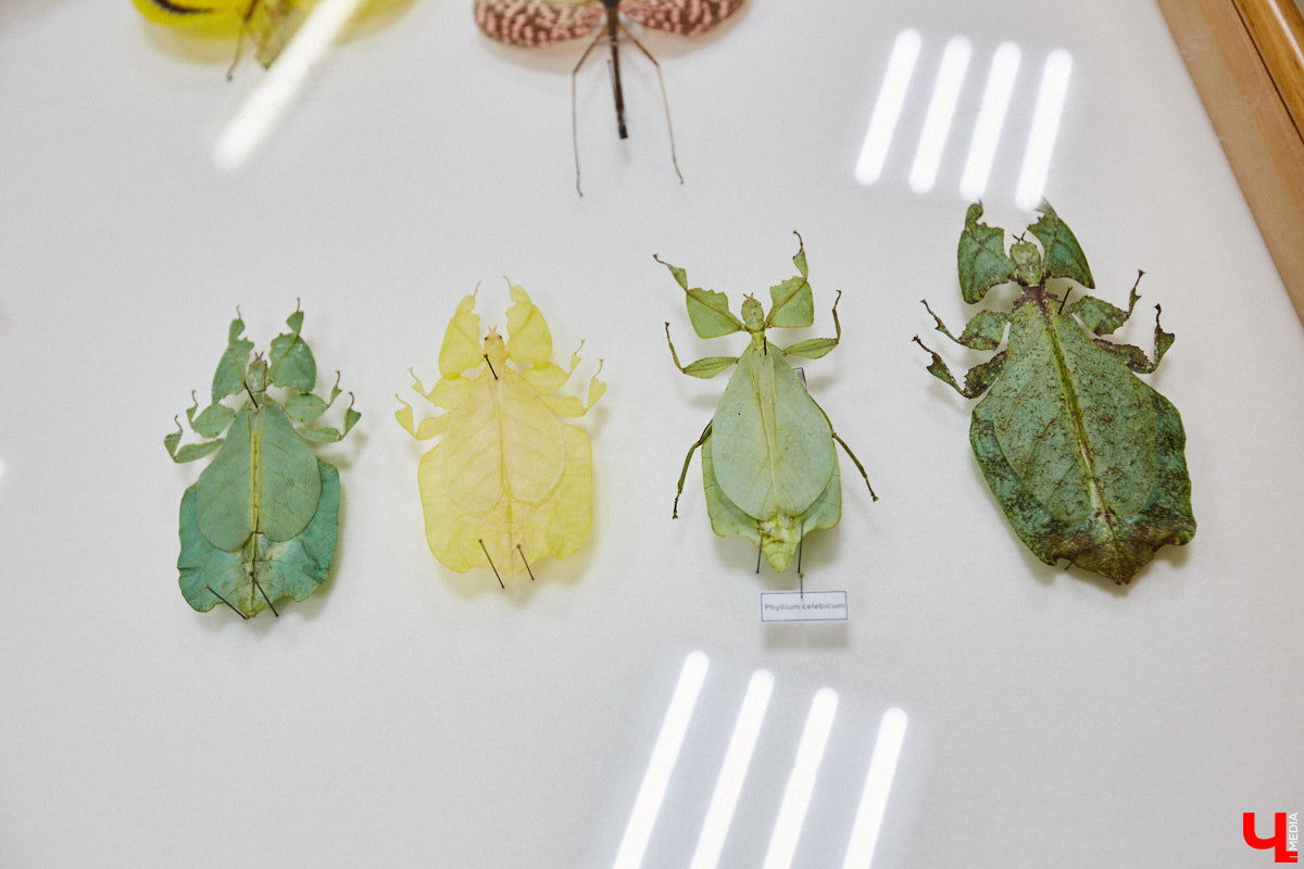 Динозавры не самые древние создания. Кто жил до них несколько сот миллионов лет назад на территории современной России, знает Алексей Логвиненко. Об этом он рассказывает в своем частном музее, где собрал не только макеты доисторических существ в натуральную величину, но и удивительных насекомых со всей планеты.